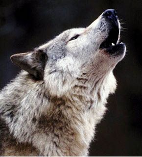 You As A Wolf - Quiz | Quotev